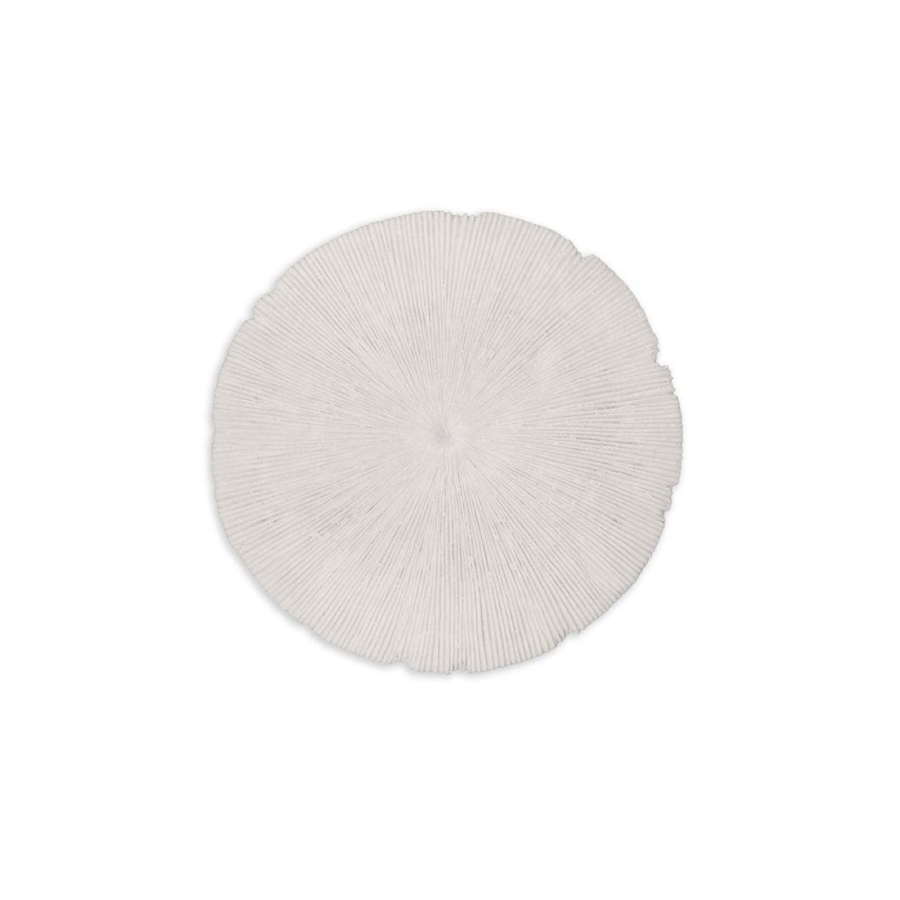 Sand Dollar - S